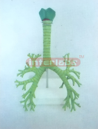 HUMAN TRACHEA AND SEGMENT BRONCHI MODEL